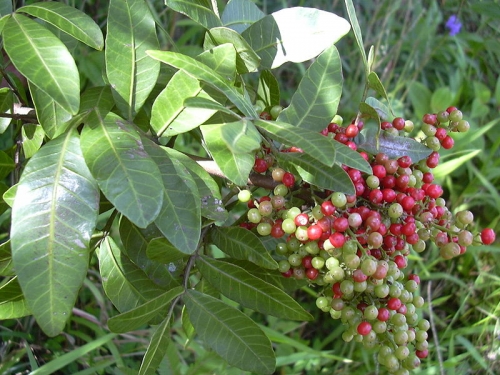 Herbs for kidney infection